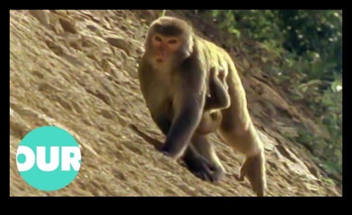 Pilsētas safari Mūsdienīgs skatījums uz tuksneša izpēti 2 Pilsētas safari: tuksneša izpēte pilsētas modē