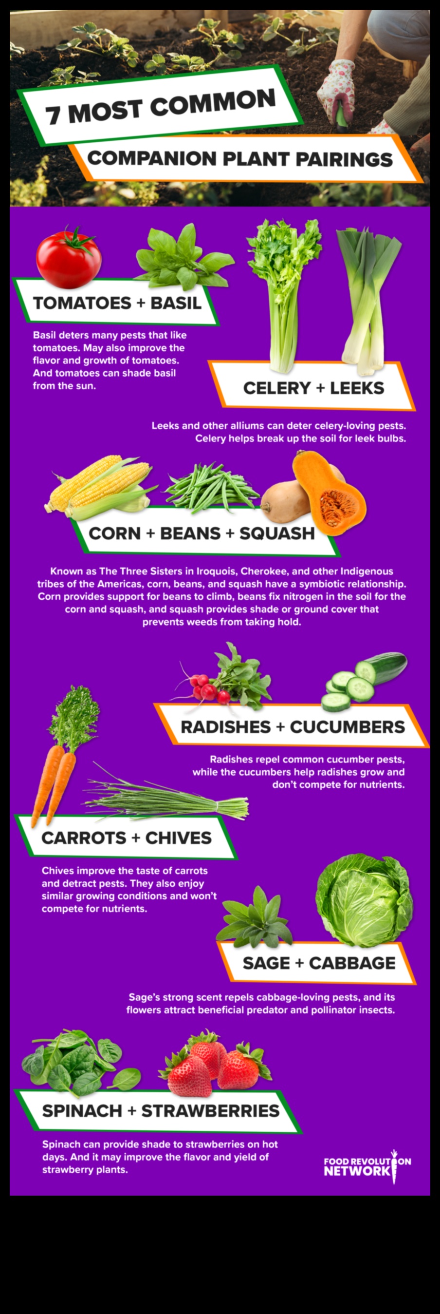 Simbiotiski ziedi Kā izaudzēt vairāk dārzeņu, stādot kopā ar tiem 4 Simbiotiski ziedi: atklājiet pavadošās stādīšanas noslēpumus