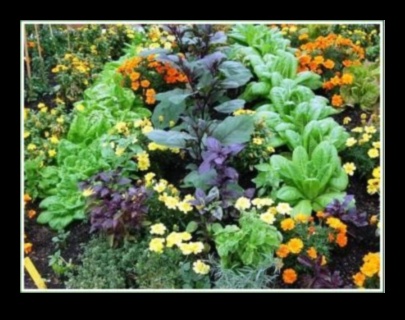 Simbiotiski ziedi Kā izaudzēt vairāk dārzeņu, stādot kopā ar tiem 3 Simbiotiski ziedi: atklājiet pavadošās stādīšanas noslēpumus