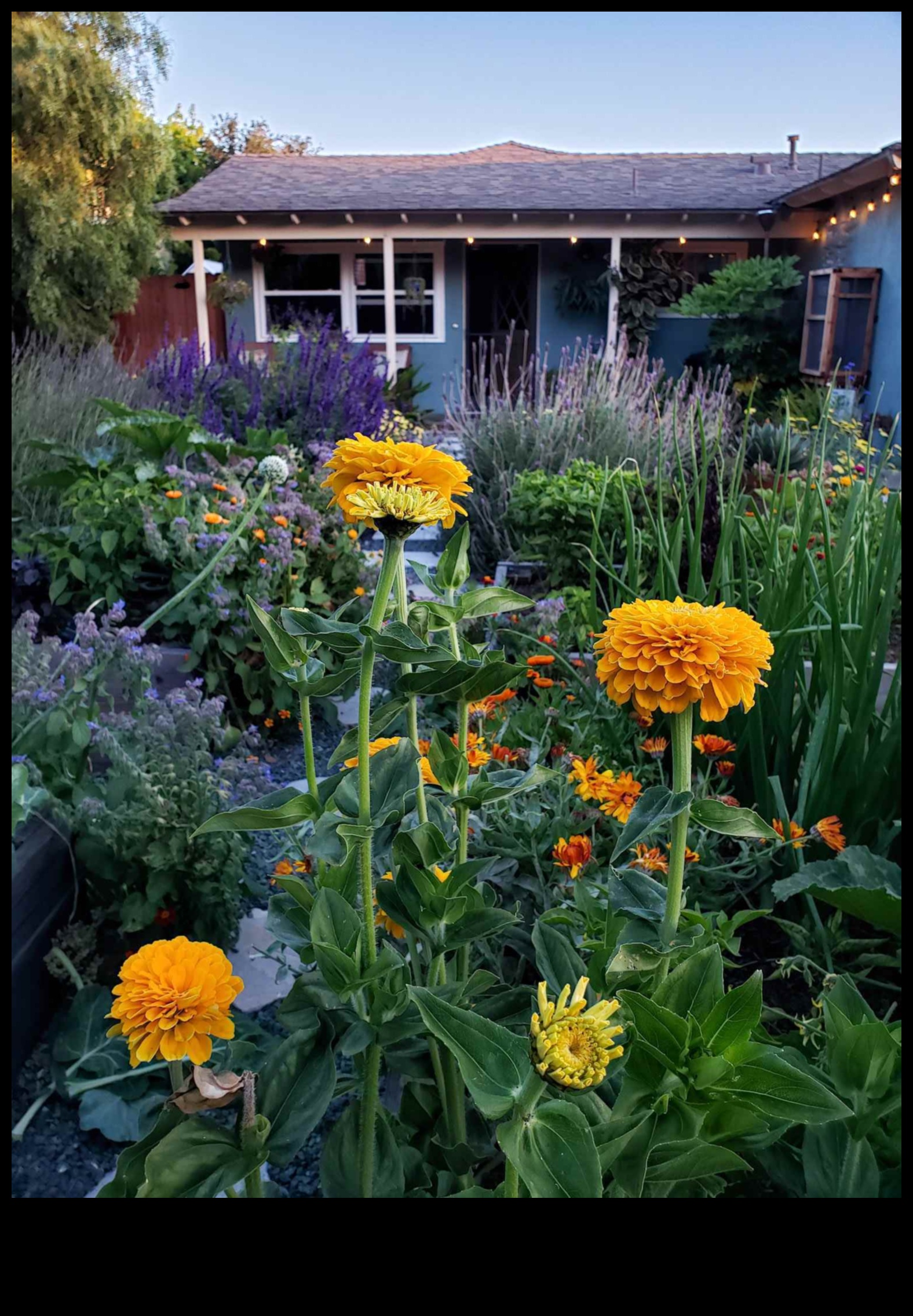 Sēj un pļauj: ceļvedis ziedošajiem dārziem