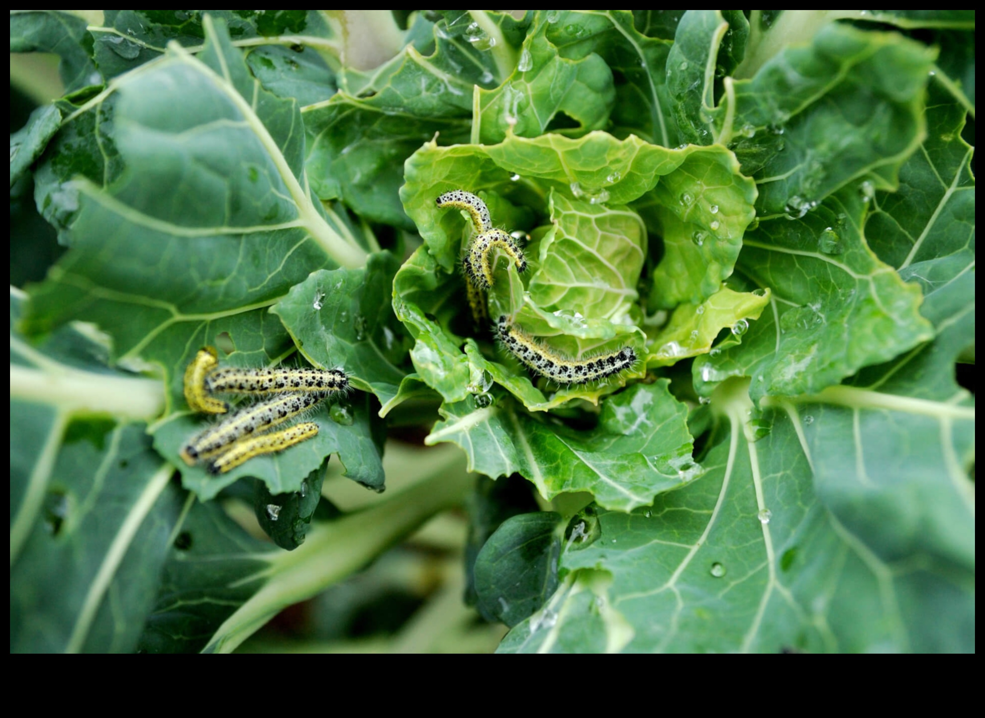Kaitēkļu cīņa: pasargājiet savu dārzu krāšņumu