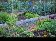 Simbiotiski augu valsts Pareizais veids, kā izaudzēt kaudz dārzeņu, stādot kopējais
