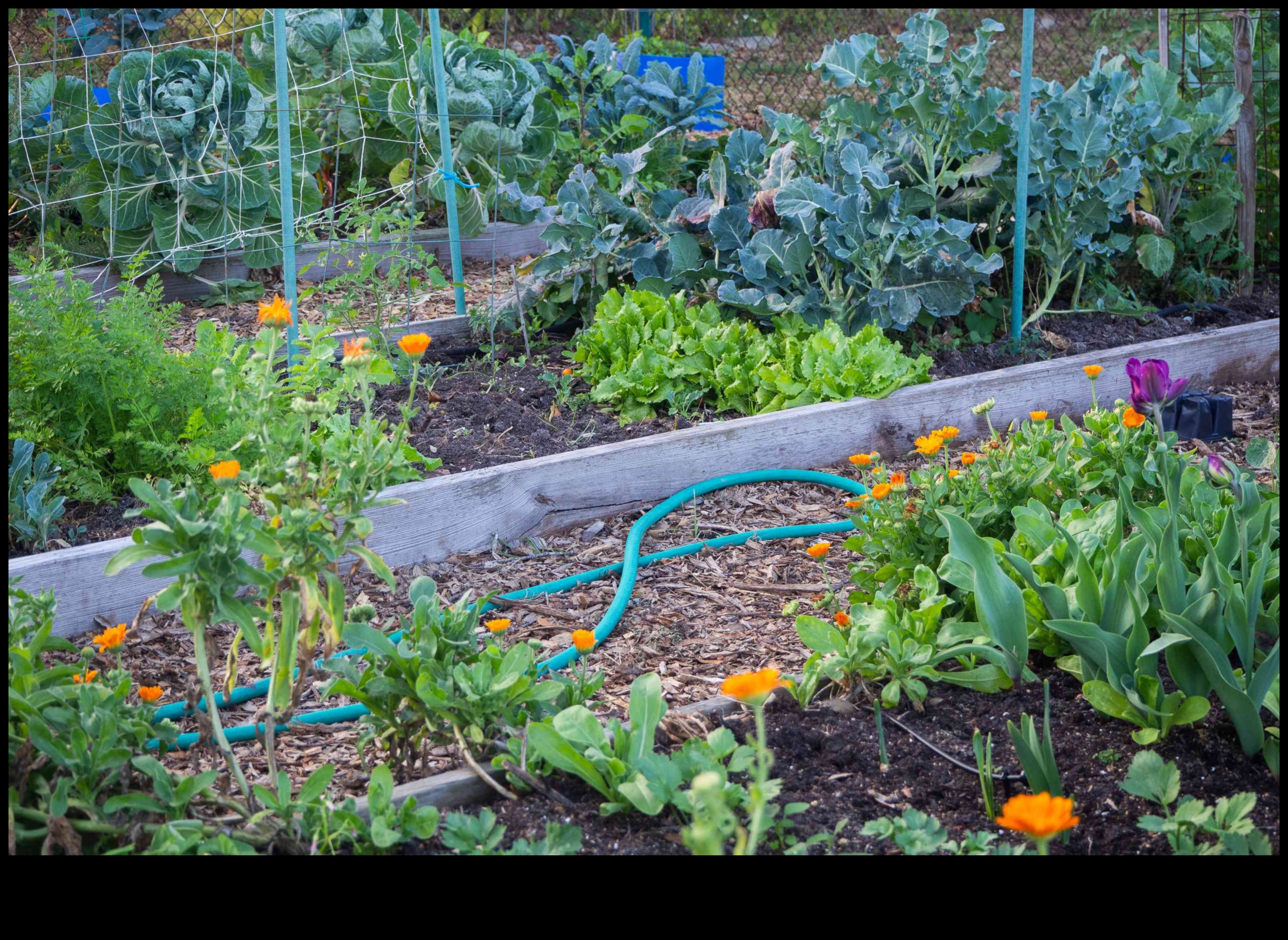 Simbiotiski ziedi Kā izaudzēt vairāk dārzeņu, stādot kopā ar tiem 1 Simbiotiski ziedi: atklājiet pavadošās stādīšanas noslēpumus